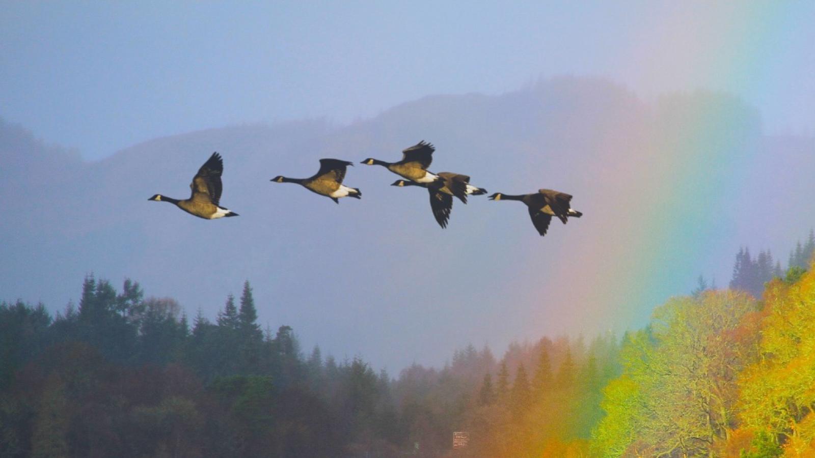 Ducks Flying Across Lake